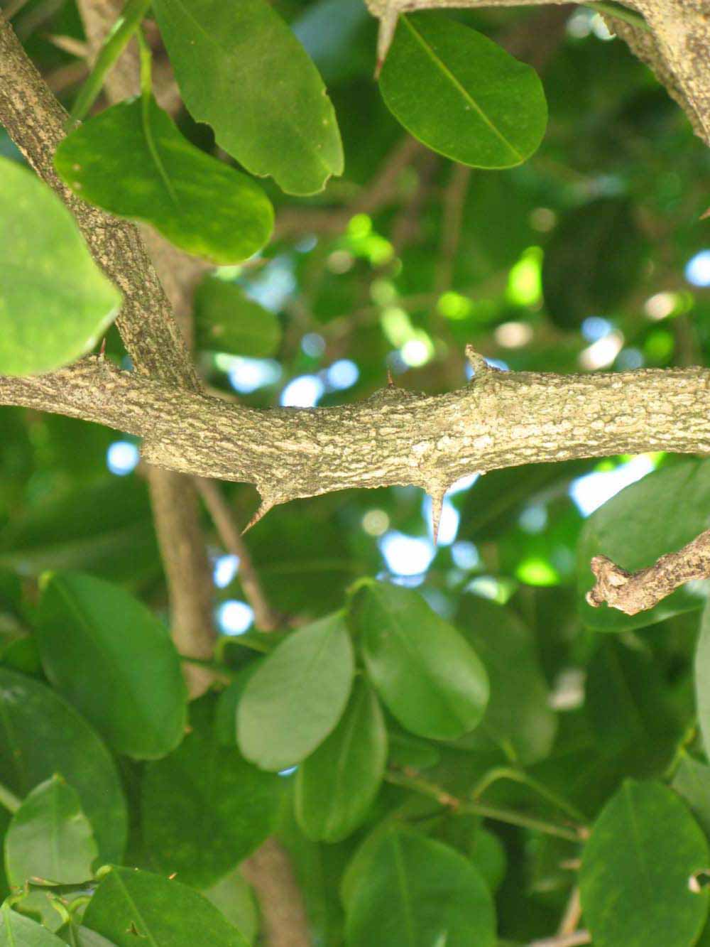              Second - third year twig (Winter Haven, FL)       